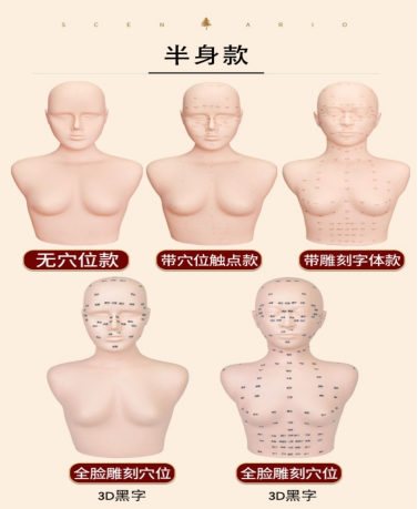 中医针灸半身训练模型 5件套