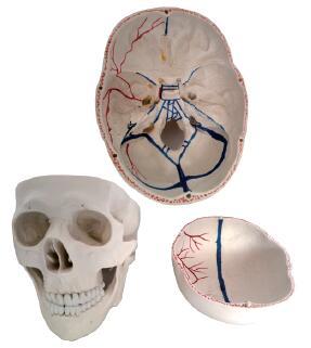 颅骨附血管模型