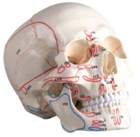 头颅骨模型附肌肉标记