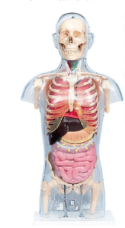 头颈躯干骨、骨盆与内脏关系附透明躯壳模型