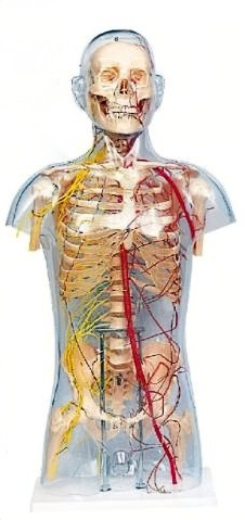 透明男性躯干骨附主要动脉和神经分布
