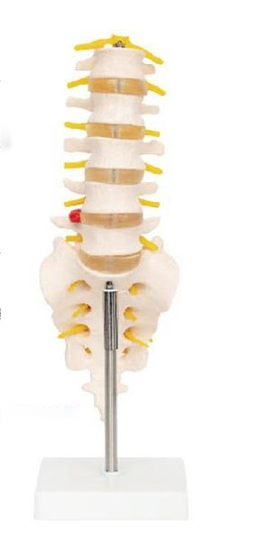 腰骶椎与脊神经模型