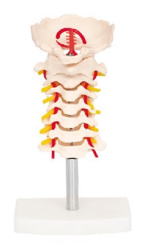 透明腰艇尾椎与脊神经模型