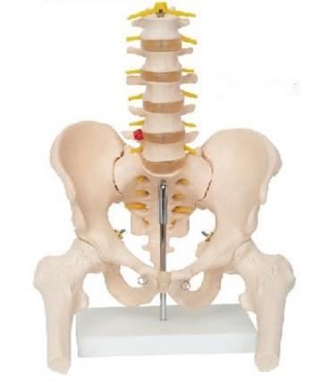 腰船尾椎与脊神经附骨盆和股骨头模型