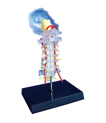 透明枕骨颈椎和椎动脉脊神经脑干模型