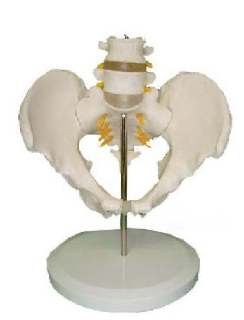 2节腰椎尾艇椎与脊神经附骨盆
