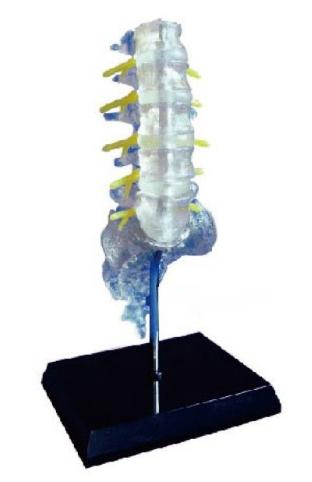枕骨颈椎和椎动脉脊神经模型
