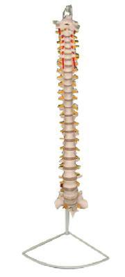 脊柱骨