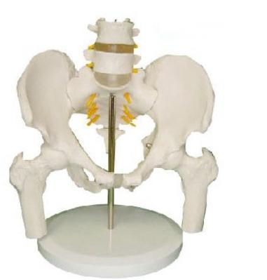 2节腰椎尾椎与脊神经附骨盆半腿骨模型