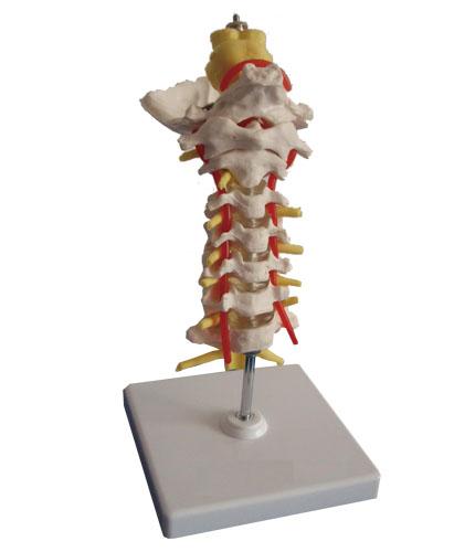 枕骨颈椎和椎动脉脊神经脑干模型