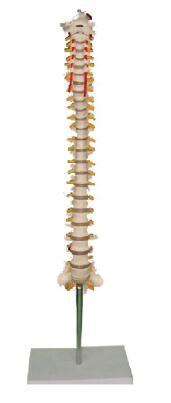 枕骨脊椎和脊神经解剖模型