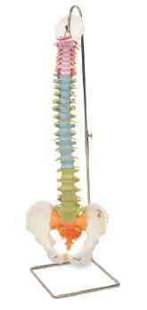 彩色枕骨脊椎和脊神经解剖