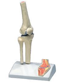 膝关节及韧带附矢状剖面模型