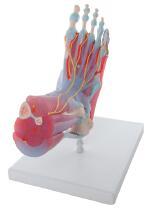 带韧带和肌肉的足骨模型