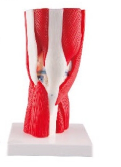 膝关节带肌肉模型