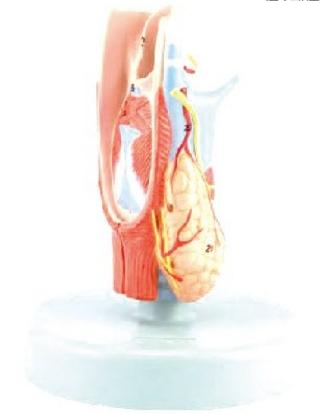 喉软骨及喉肌解剖模型