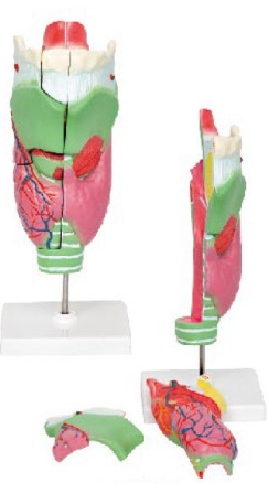 喉软骨及喉肌解剖放大模型