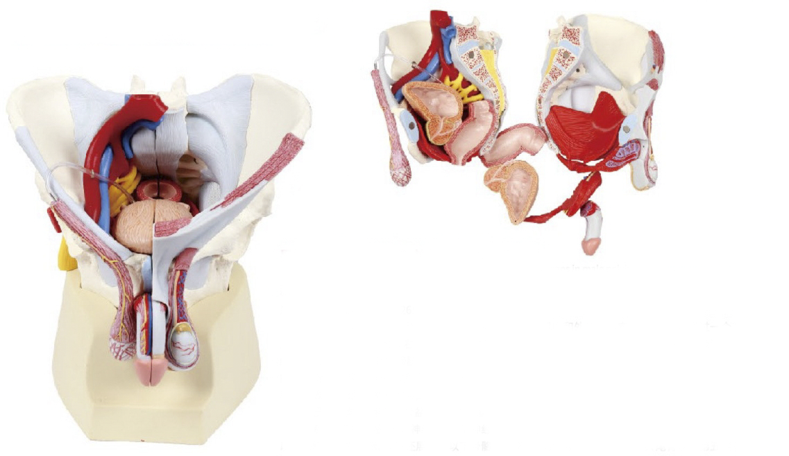 男性骨盆带韧带、血管、神经、盆底及器官模型