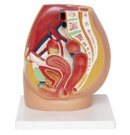 女性输尿管走行模型