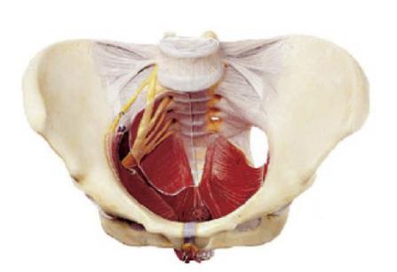 女性骨盆附盆底肌和神经模型