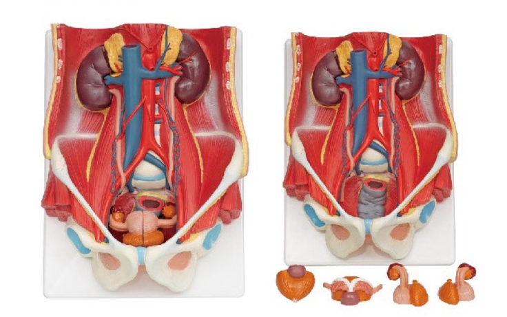 泌尿系统模型