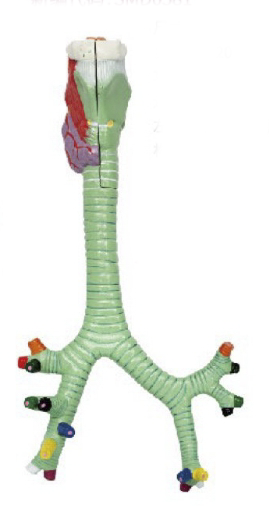 喉、气管、支气管、及肺段支气管解剖模型
