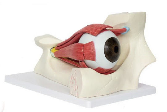 眼解剖模型