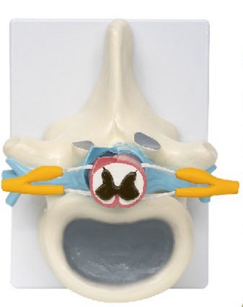 椎骨和脊髓、脊神经关系模型
