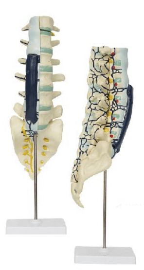 腰骶椎解剖与脊神经关系模型