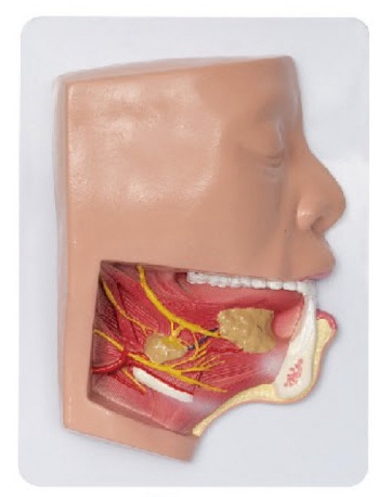 下颌下三角解剖模型