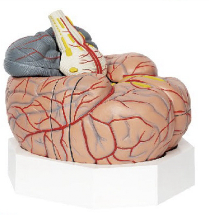 脑及脑动脉分解模型