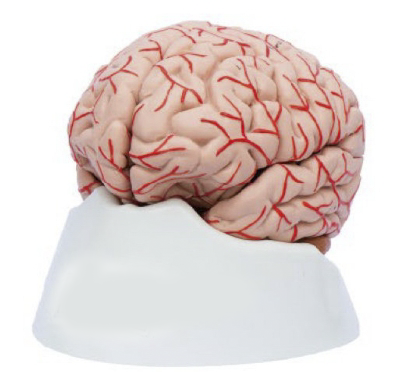 脑及脑动脉分布模型