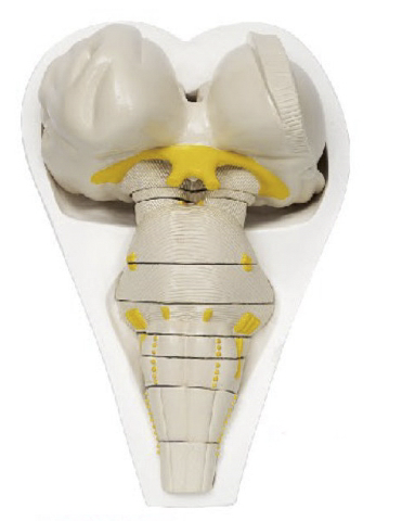 脑干横切面模型
