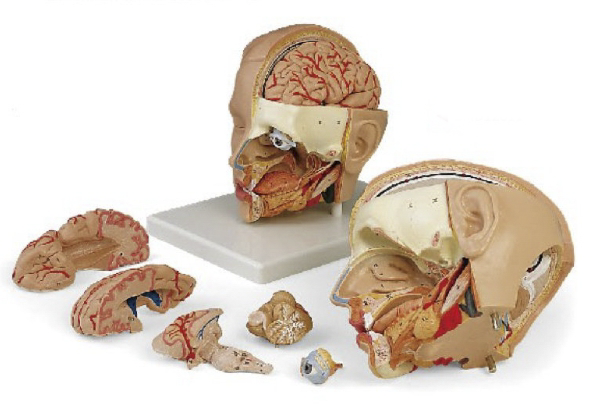 头解剖附脑模型