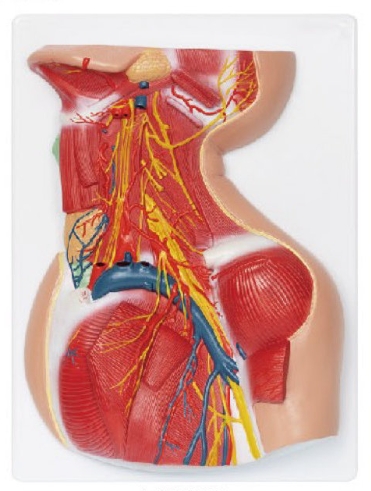 颈部深层解剖模型