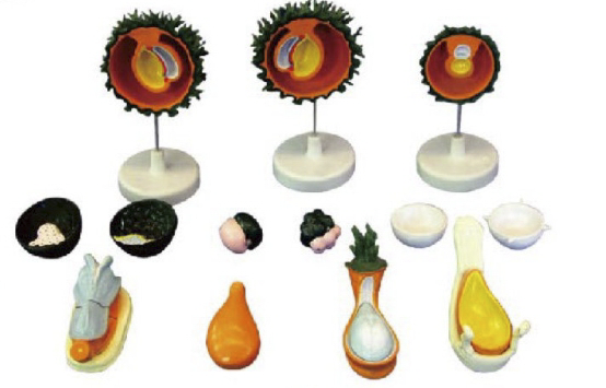 人胚受精、卵裂和胚泡形成过程模型