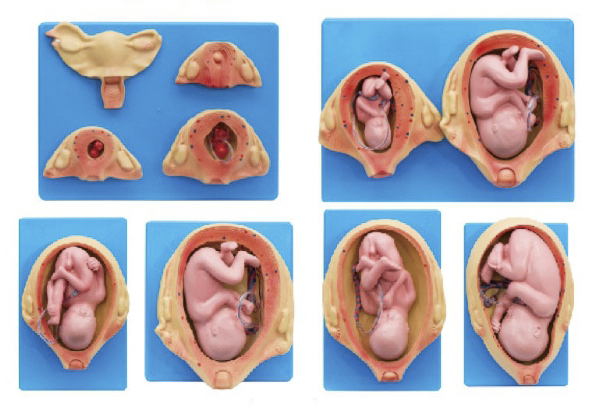 胎儿妊娠发育过程模型（10部件）