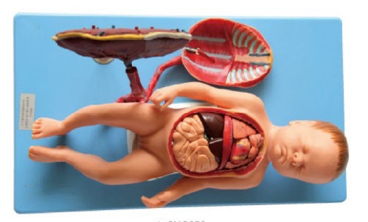 胎儿脐带与胎儿附内脏模型