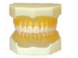 可拔标准牙模型（软牙龈,全口软胶）