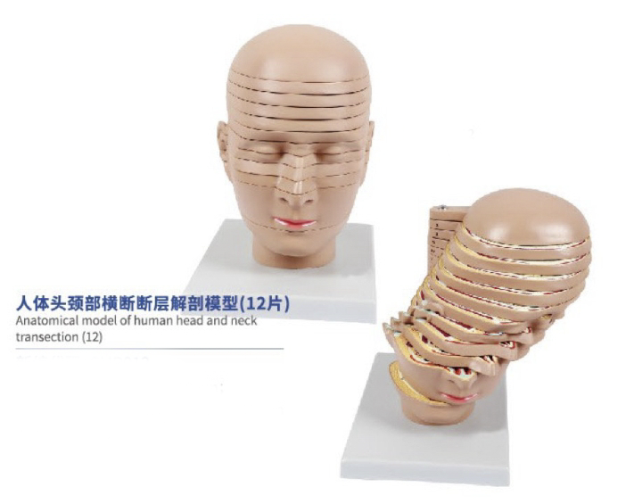 人体头颈部横断断层解剖模型(12片)