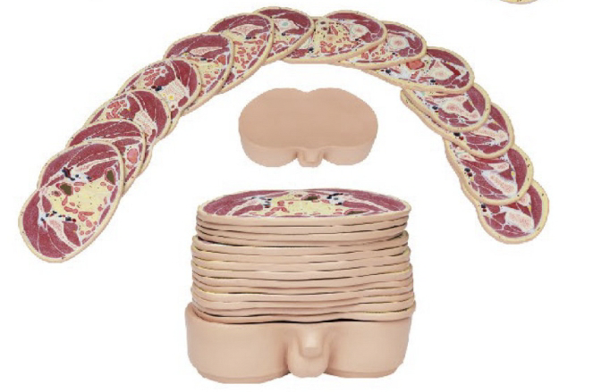 男性盆部横断断层解剖模型