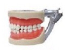 200H标准牙模型