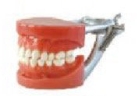 标准牙模型（粘蜡固定）