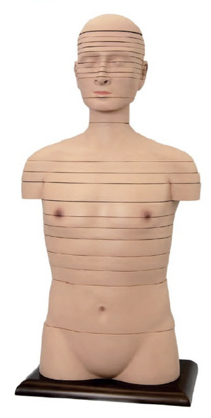 人体躯干横断断层解剖模型(24片)