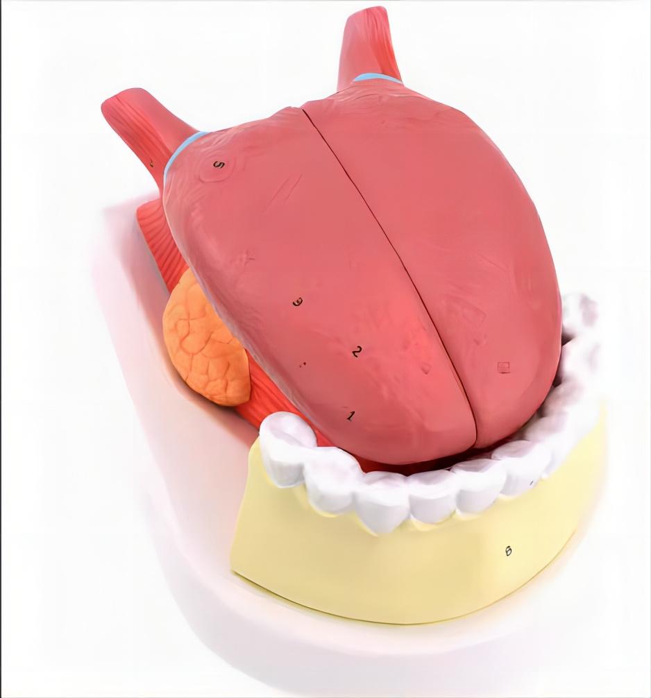 微观解剖舌模型