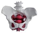 女性骨盆附盆底肌和子宫直肠模型