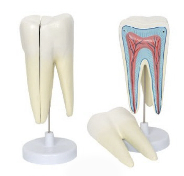 磨牙模型(磨牙分解模型)