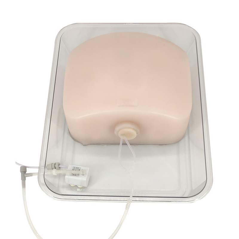 超声引导下脐带血穿刺模型