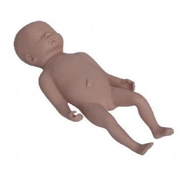 高级足月胎儿模型