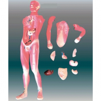 人体肌肉及胸腹腔脏器解剖模型